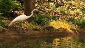 Great Egret